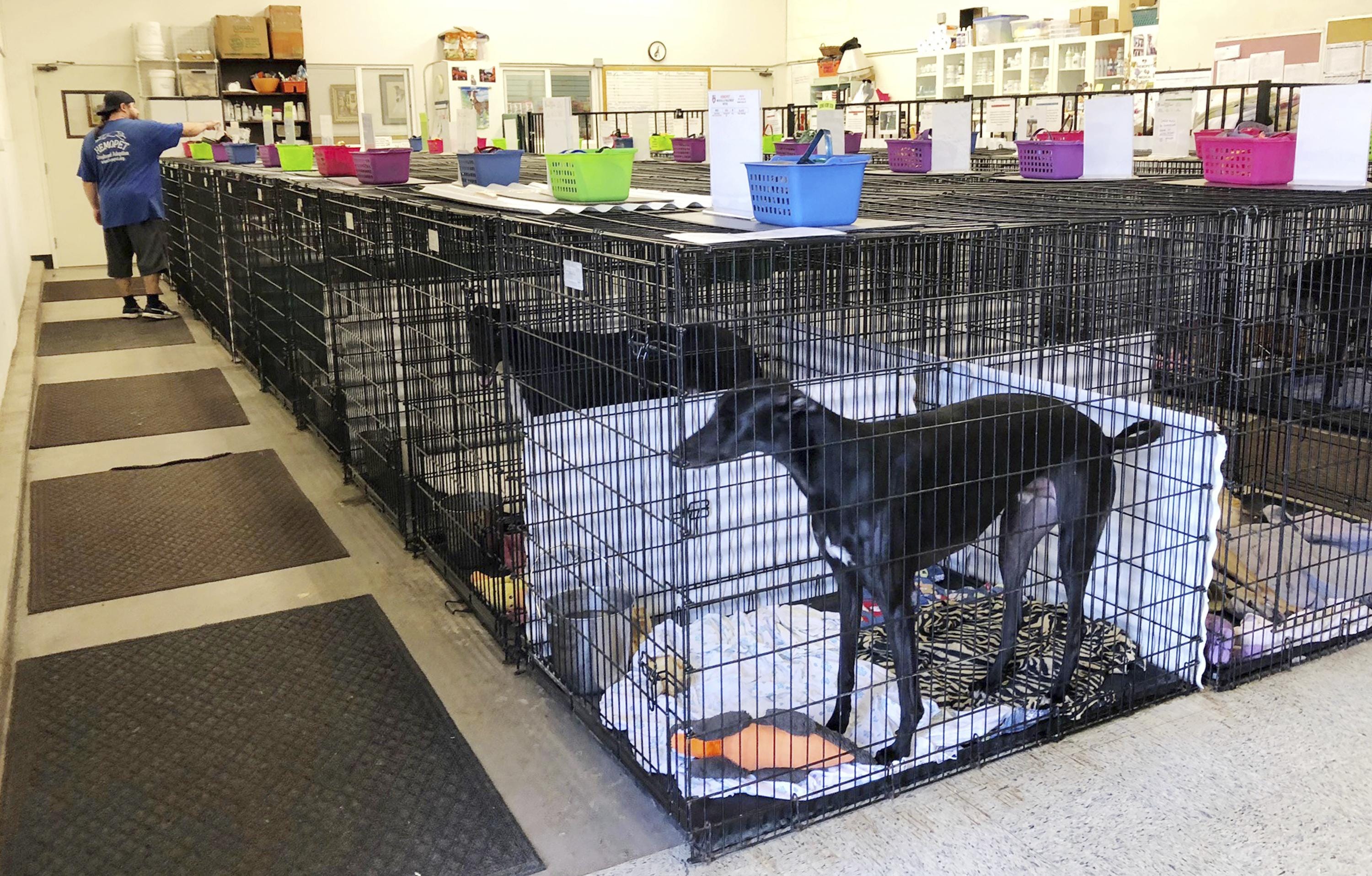greyhound dog crate